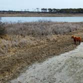 Review photo of Bayside Assateague Campground — Assateague Island National Seashore by Cam R., March 18, 2022