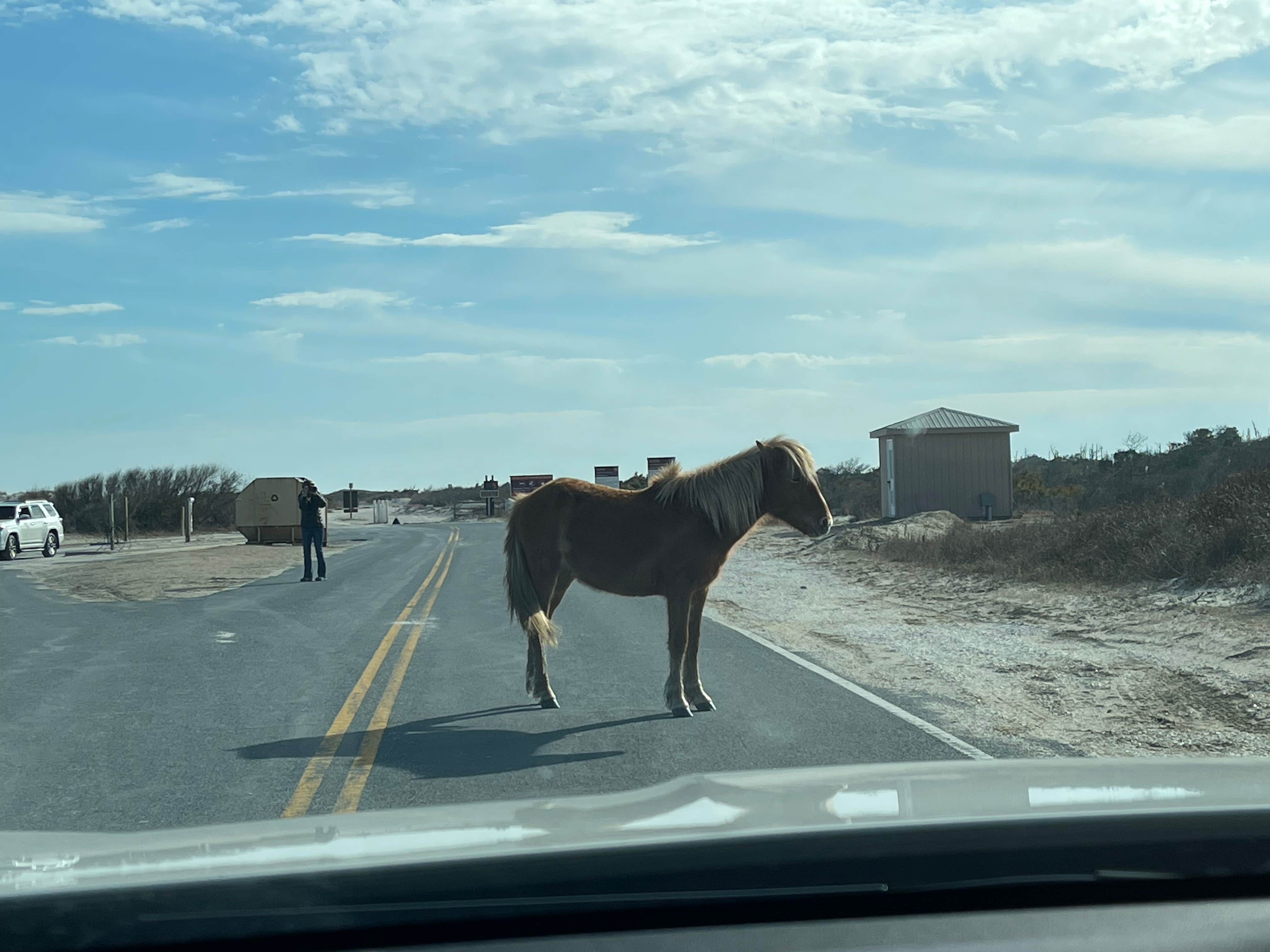 Cam R.'s photo of camping with a horse at Bayside Assateague Campground — Assateague Island National Seashore near Onancock, VA