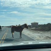 Review photo of Bayside Assateague Campground — Assateague Island National Seashore by Cam R., March 18, 2022