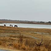 Review photo of Bayside Assateague Campground — Assateague Island National Seashore by Cam R., March 18, 2022