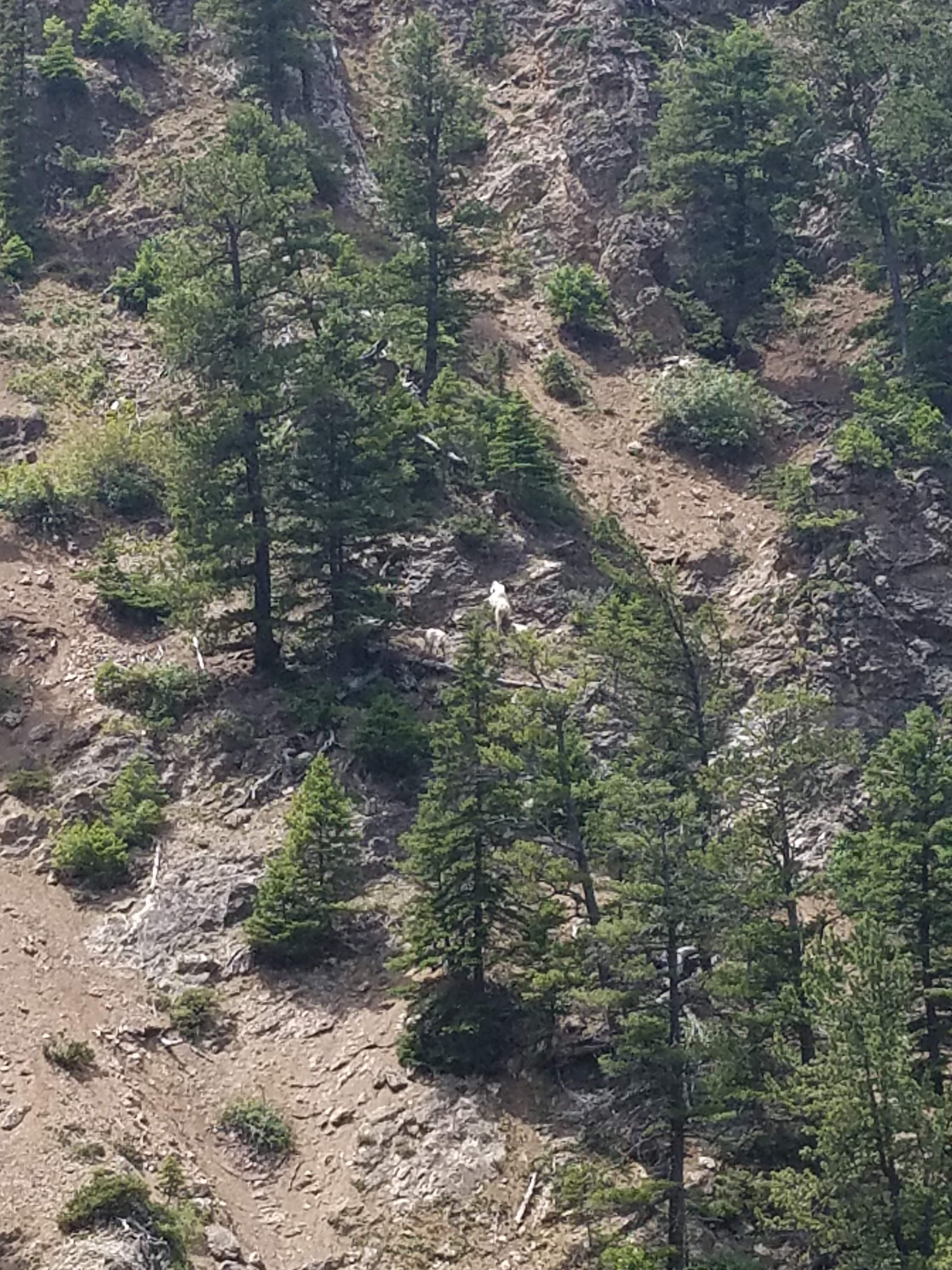 3 Bighorn Sheep climbing the cliffs along 287 only a few miles from camp