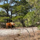 Review photo of Oceanside Assateague Campground — Assateague Island National Seashore by Justin C., March 20, 2022