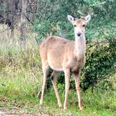 Review photo of Stephen Austin State Park by Ron V., March 20, 2022