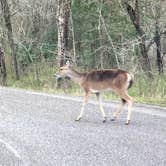 Review photo of Stephen Austin State Park by Ron V., March 20, 2022