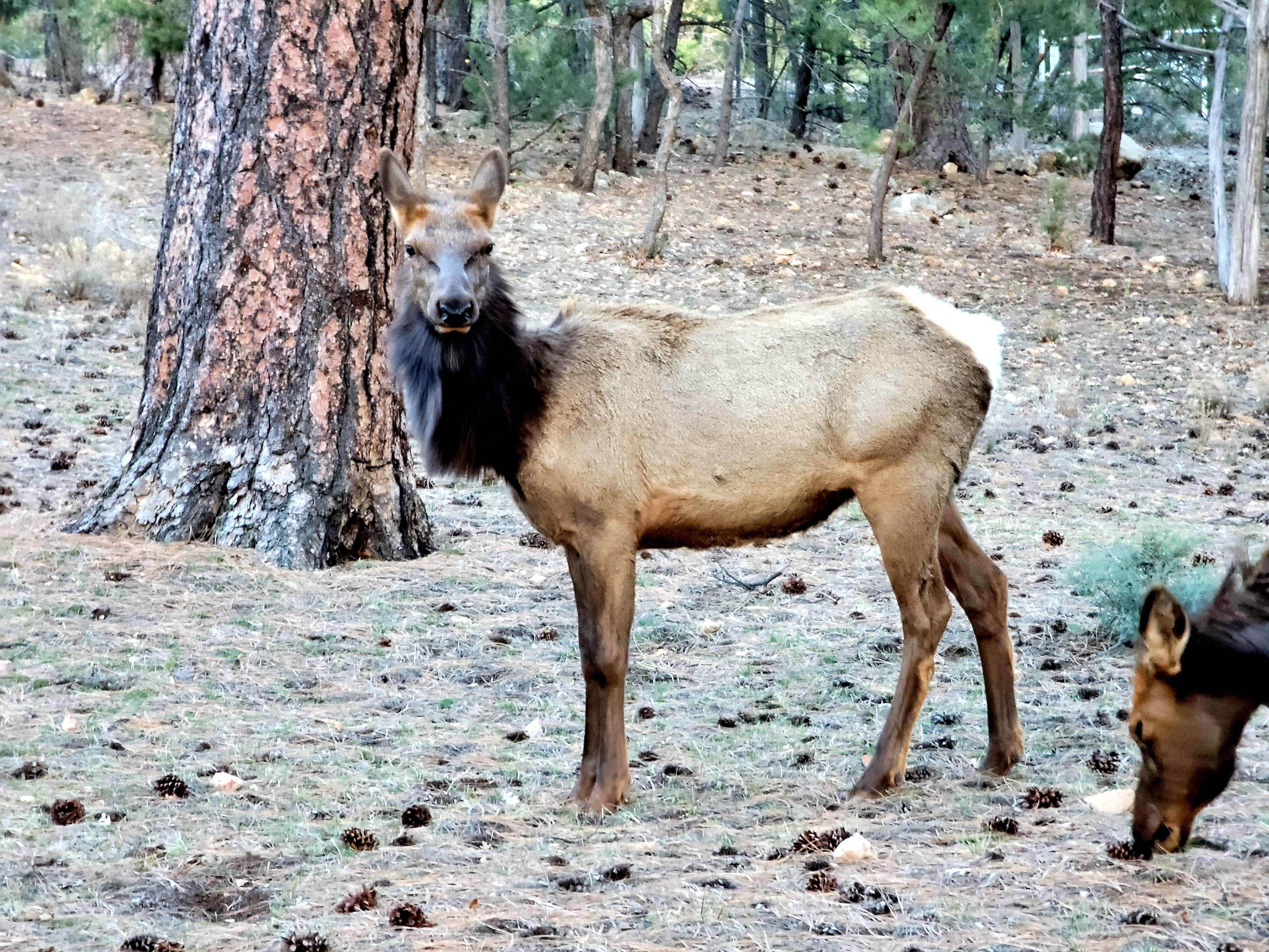 Ron V.'s photo of camping with pets at Mather Campground — Grand Canyon National Park in Arizona
