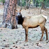Review photo of Mather Campground — Grand Canyon National Park by Ron V., March 20, 2022