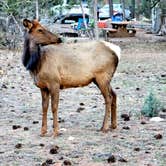 Review photo of Mather Campground — Grand Canyon National Park by Ron V., March 20, 2022
