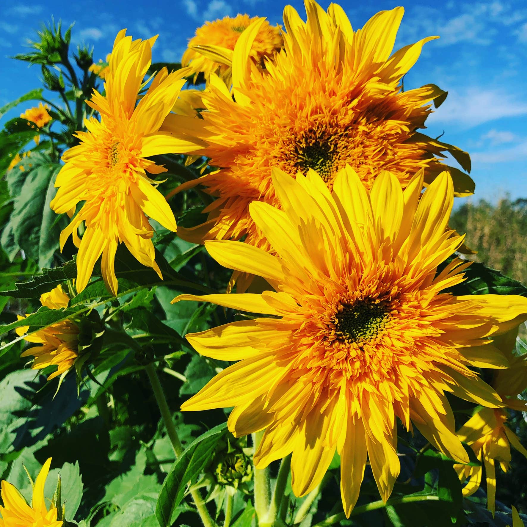 Camper-submitted photo at Pollination Farms near Goodland, FL