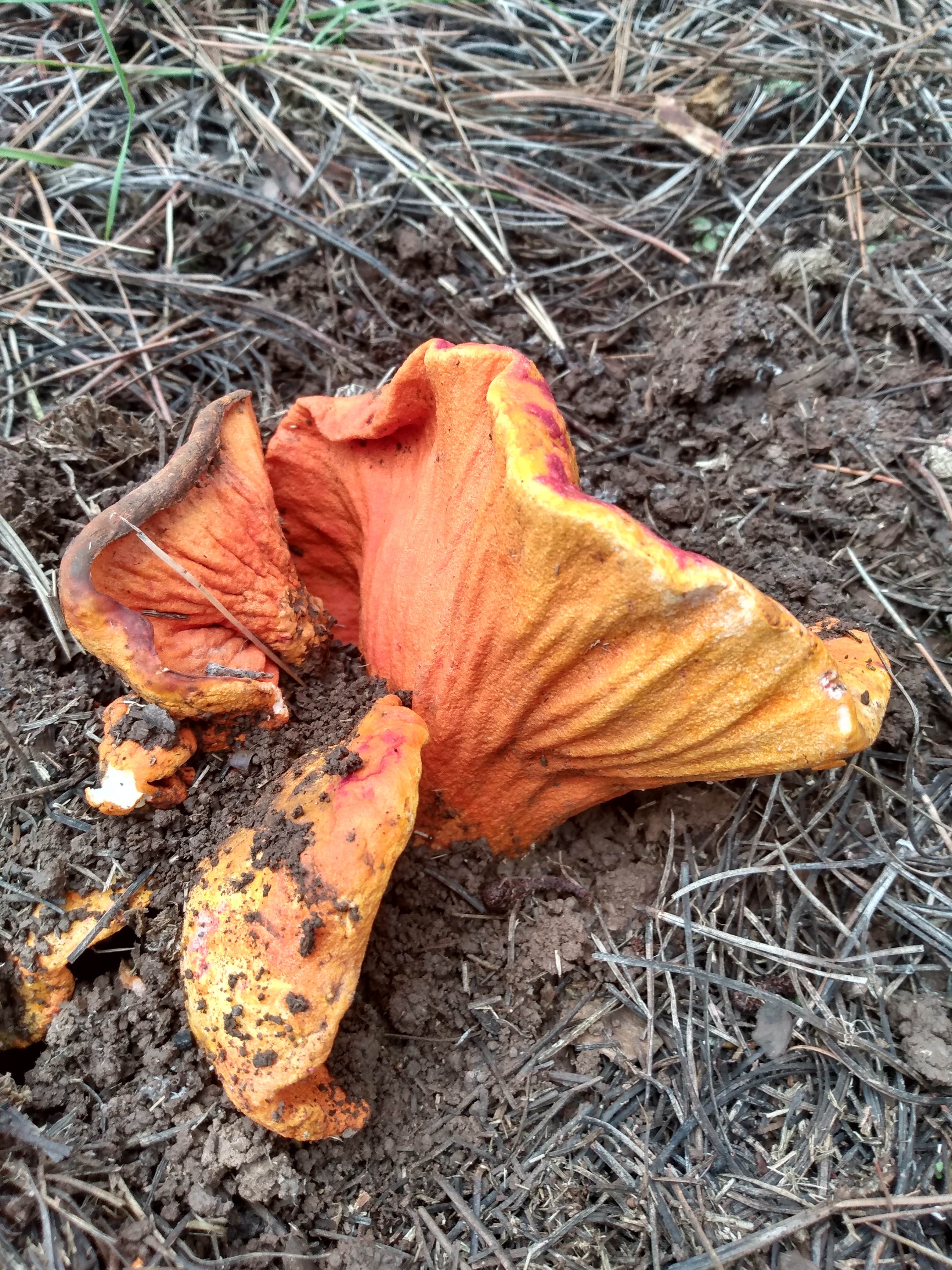 Camper-submitted photo at Fort Valley Dispersed Camping near Bellemont, AZ