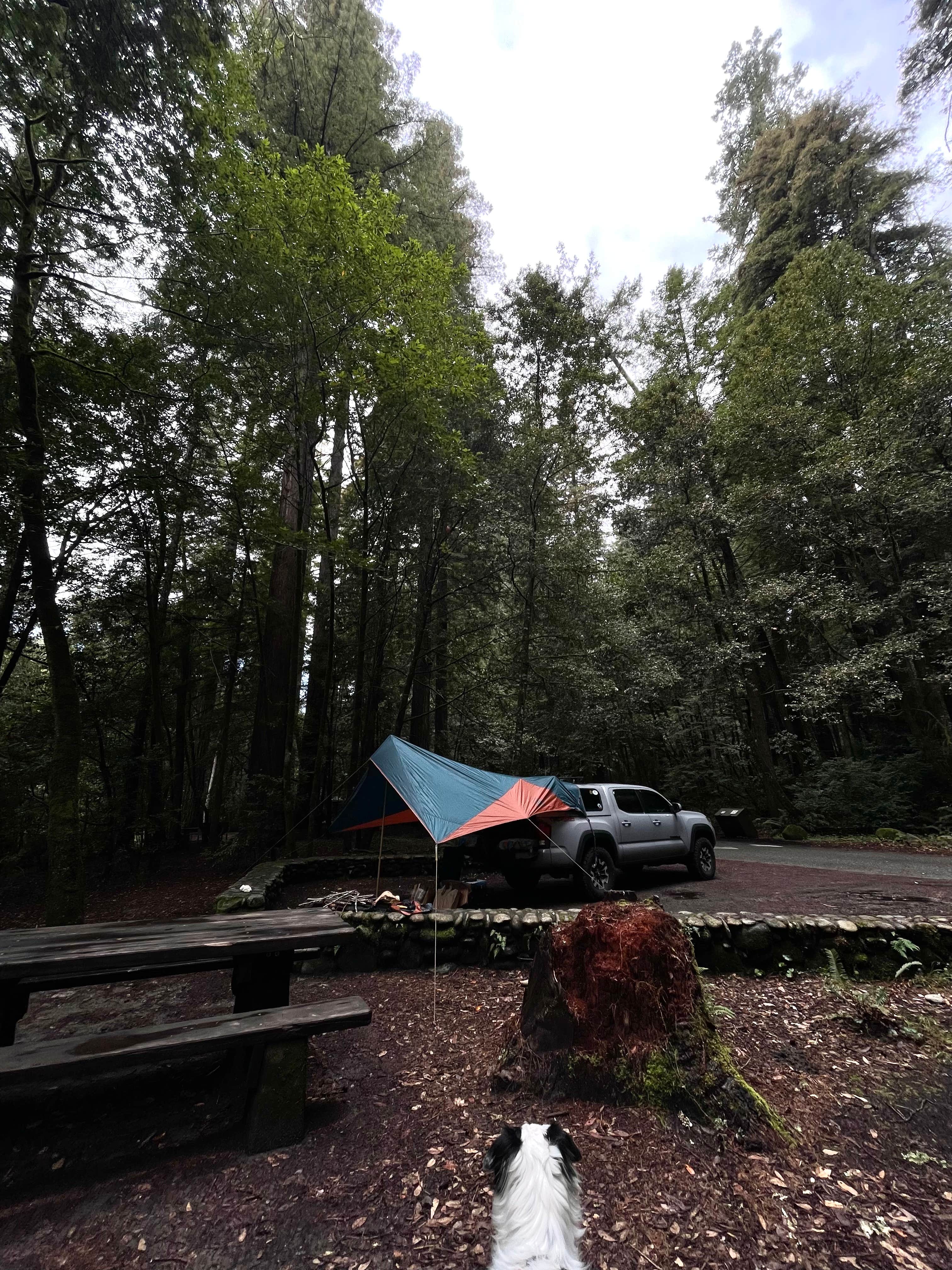 Hannah  S.'s photo at Jedediah Smith Redwoods State Park Campground near Fort Dick, CA