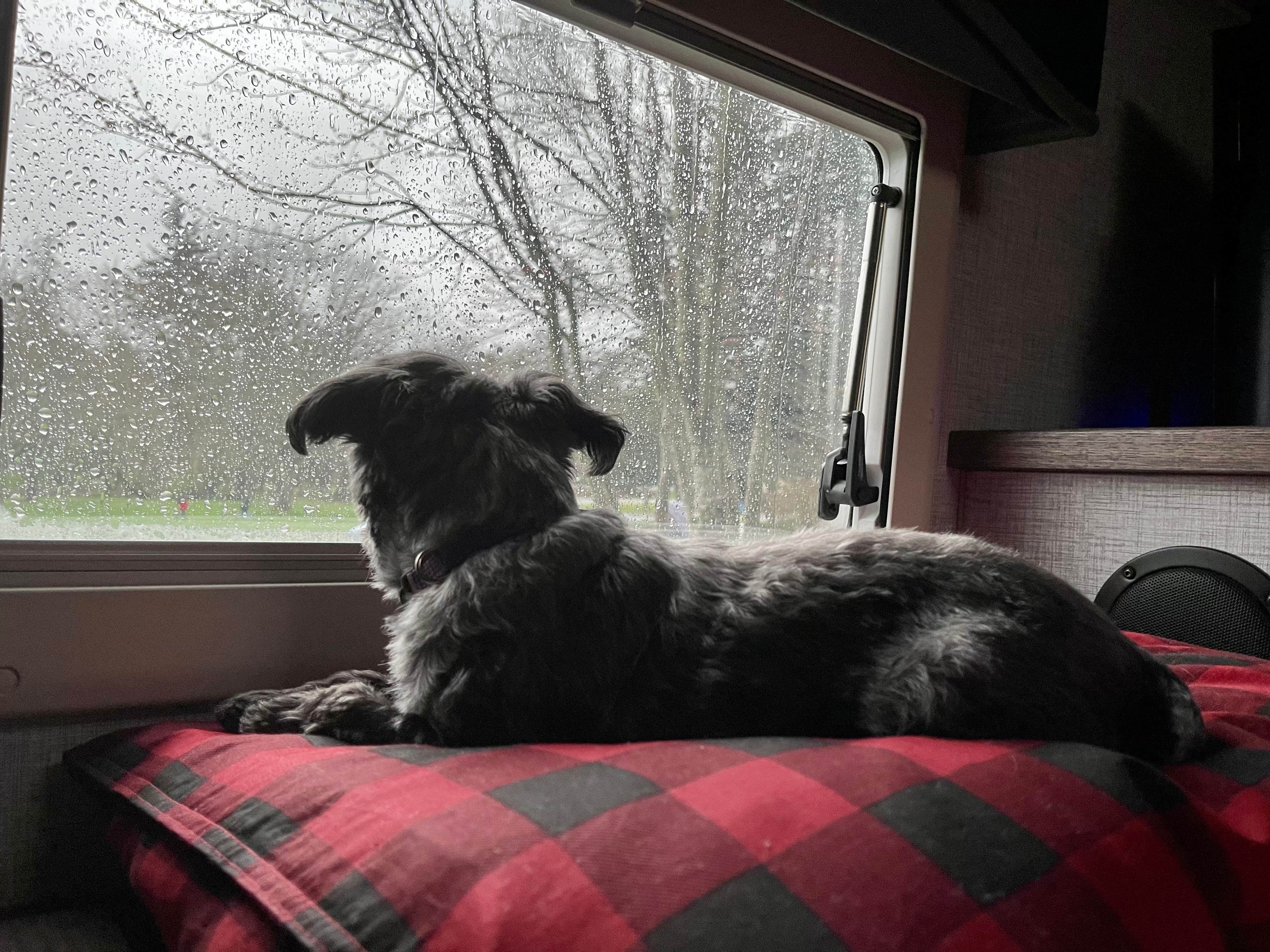 L & J L.'s photo of camping with pets at Armitage Park & Campground - a Lane County Park near Springfield, OR
