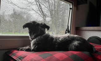 L & J L.'s photo of camping with pets at Armitage Park & Campground - a Lane County Park near Springfield, OR