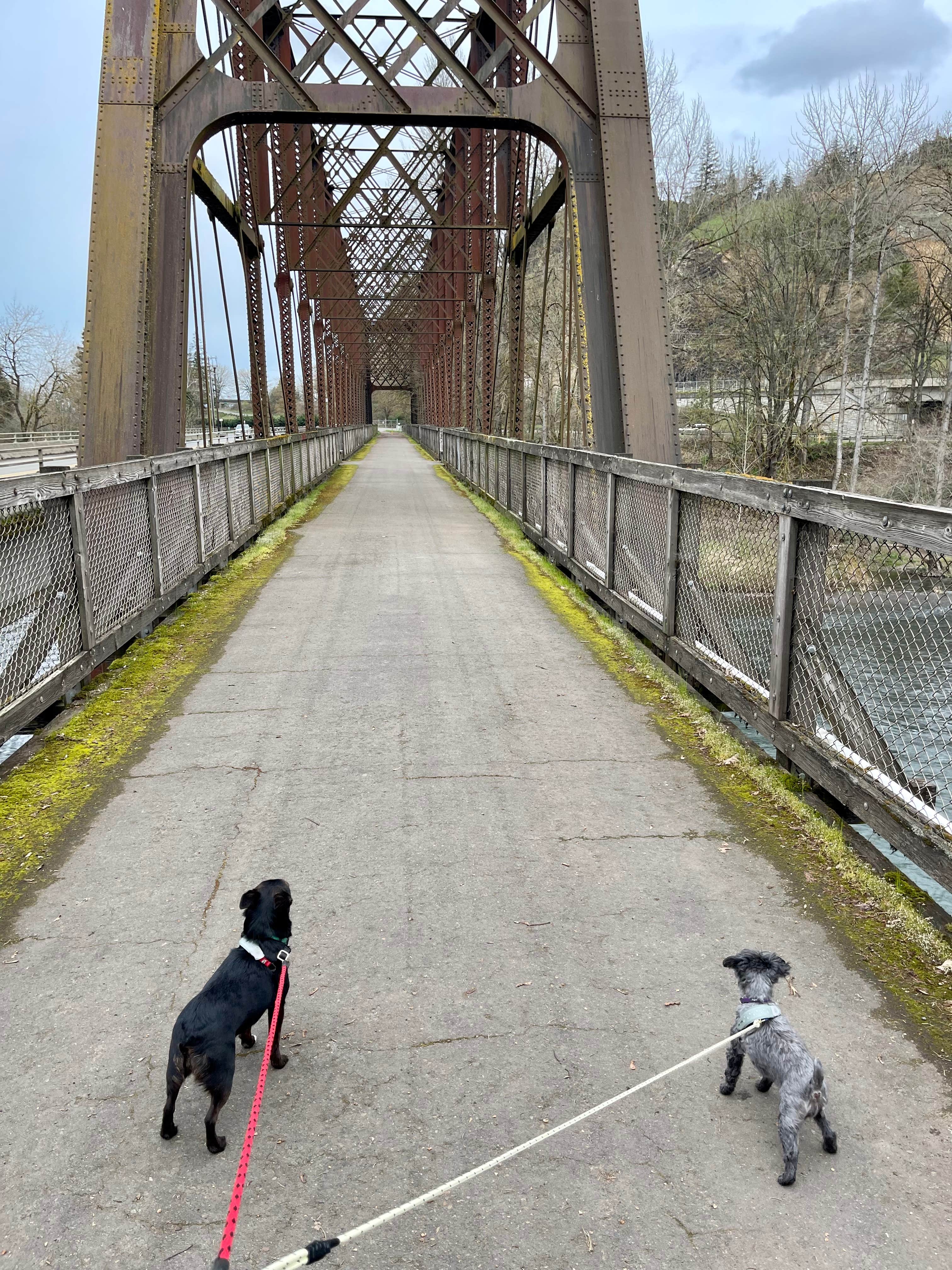 L & J L.'s photo of camping with pets at Armitage Park & Campground - a Lane County Park near Fall Creek Lake