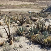 Review photo of Blair Valley Primitive Campground — Anza-Borrego Desert State Park by Tony O., March 22, 2022