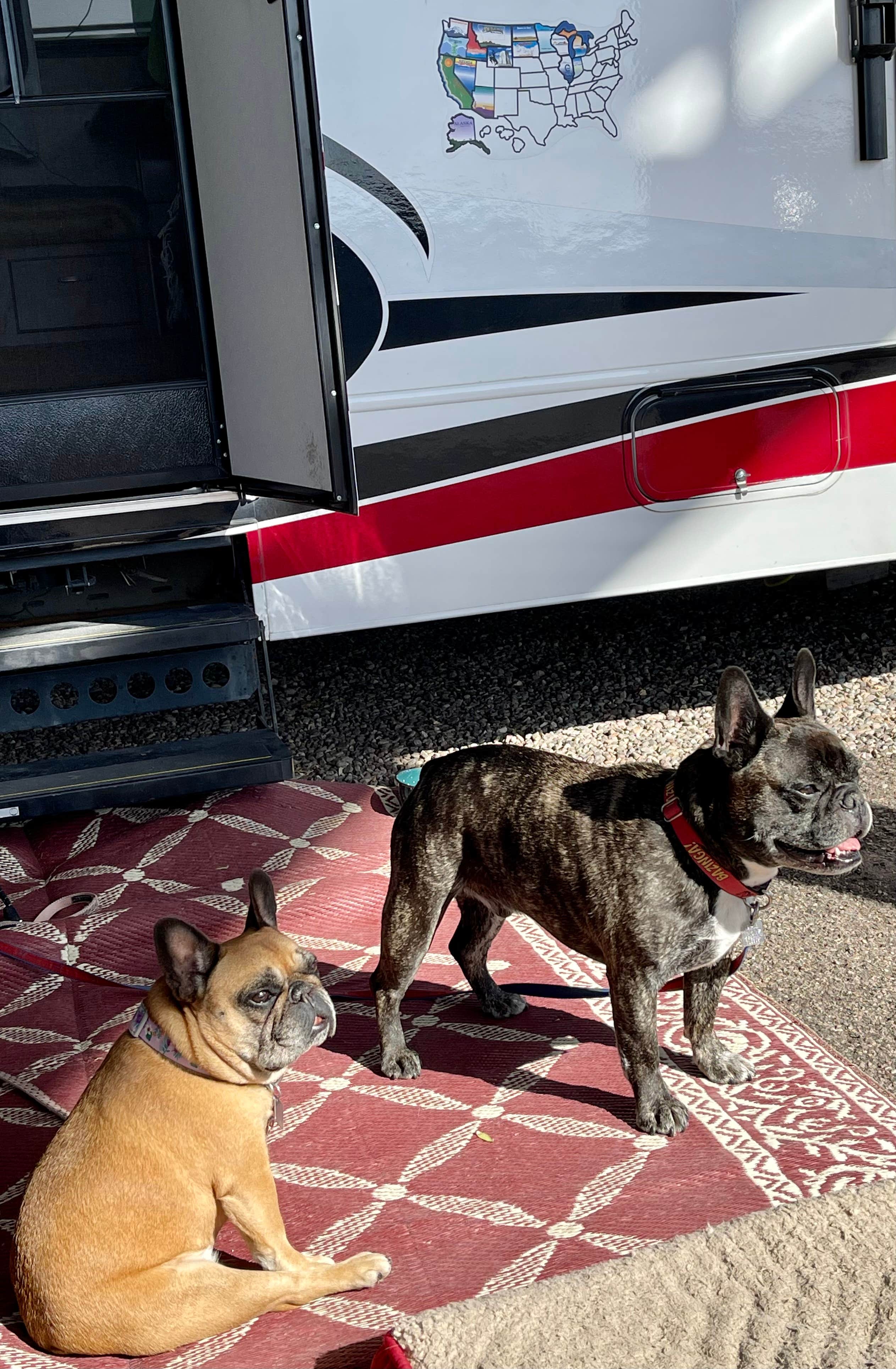 kelly N.'s photo of camping with pets at Tucson - Lazydays KOA in Arizona