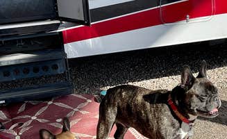 kelly N.'s photo of camping with pets at Tucson KOA Resort near Catalina, AZ