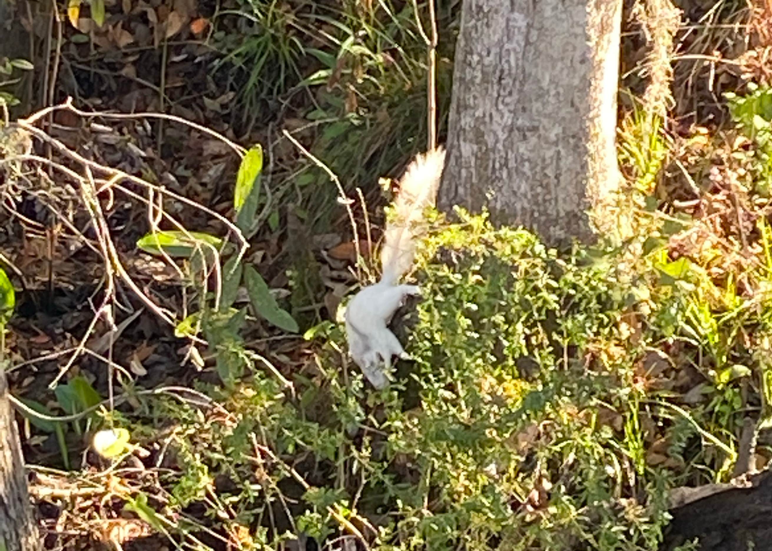 Myron B. Hodge City Park Camping The Dyrt