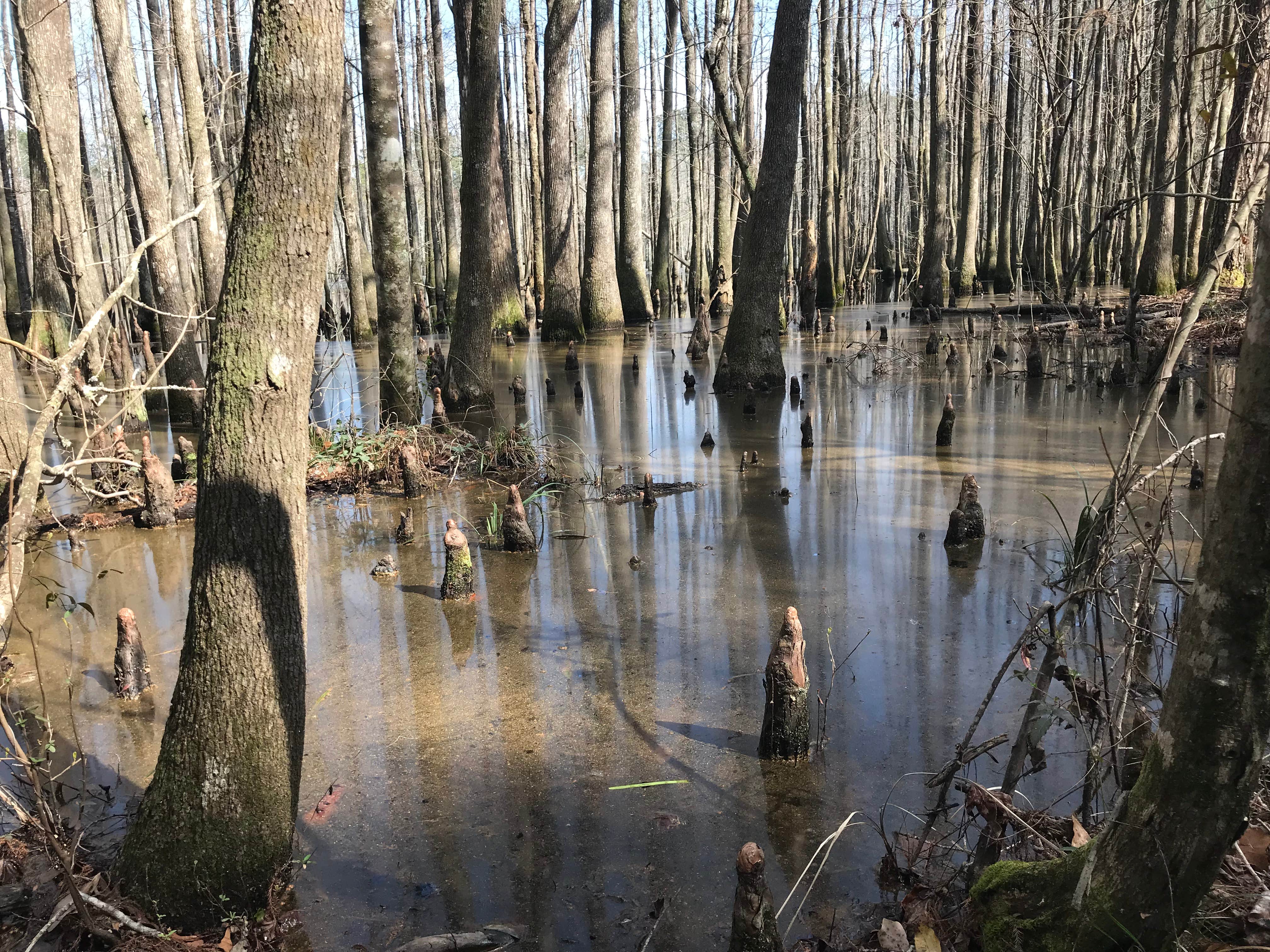 Camper submitted image from Chickasabogue Park - Temporarily Closed - 3