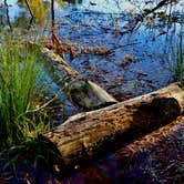 Review photo of Percy Quin State Park Campground by David B., March 22, 2022