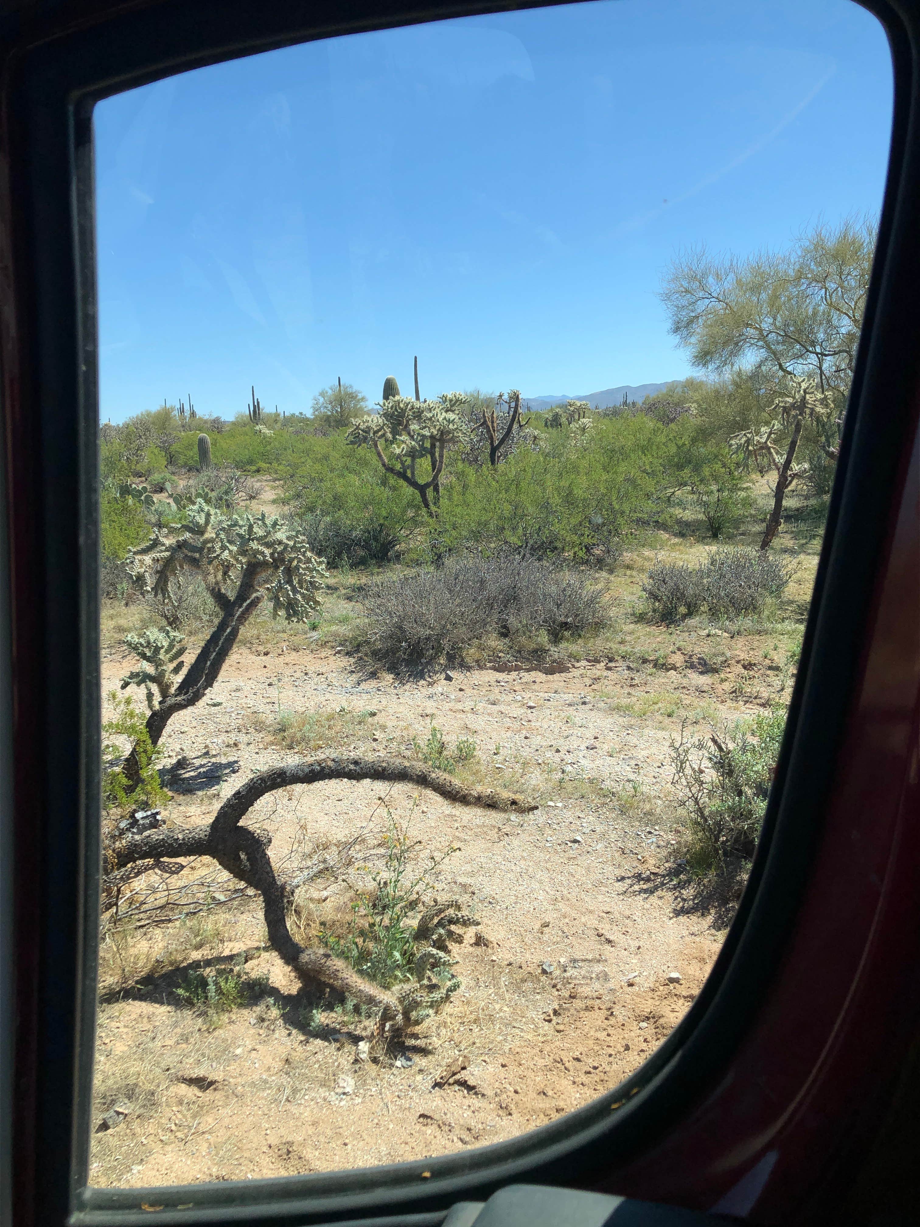 Camper submitted image from Cactus Forest Dispersed Site - 2