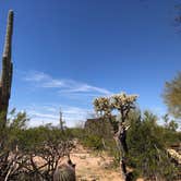 Review photo of Cactus Forest Dispersed Site by Vinny D., March 22, 2022