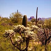 Review photo of Cactus Forest Dispersed Site by Vinny D., March 22, 2022