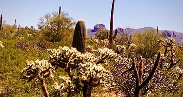 Cactus Forest Dispersed Site