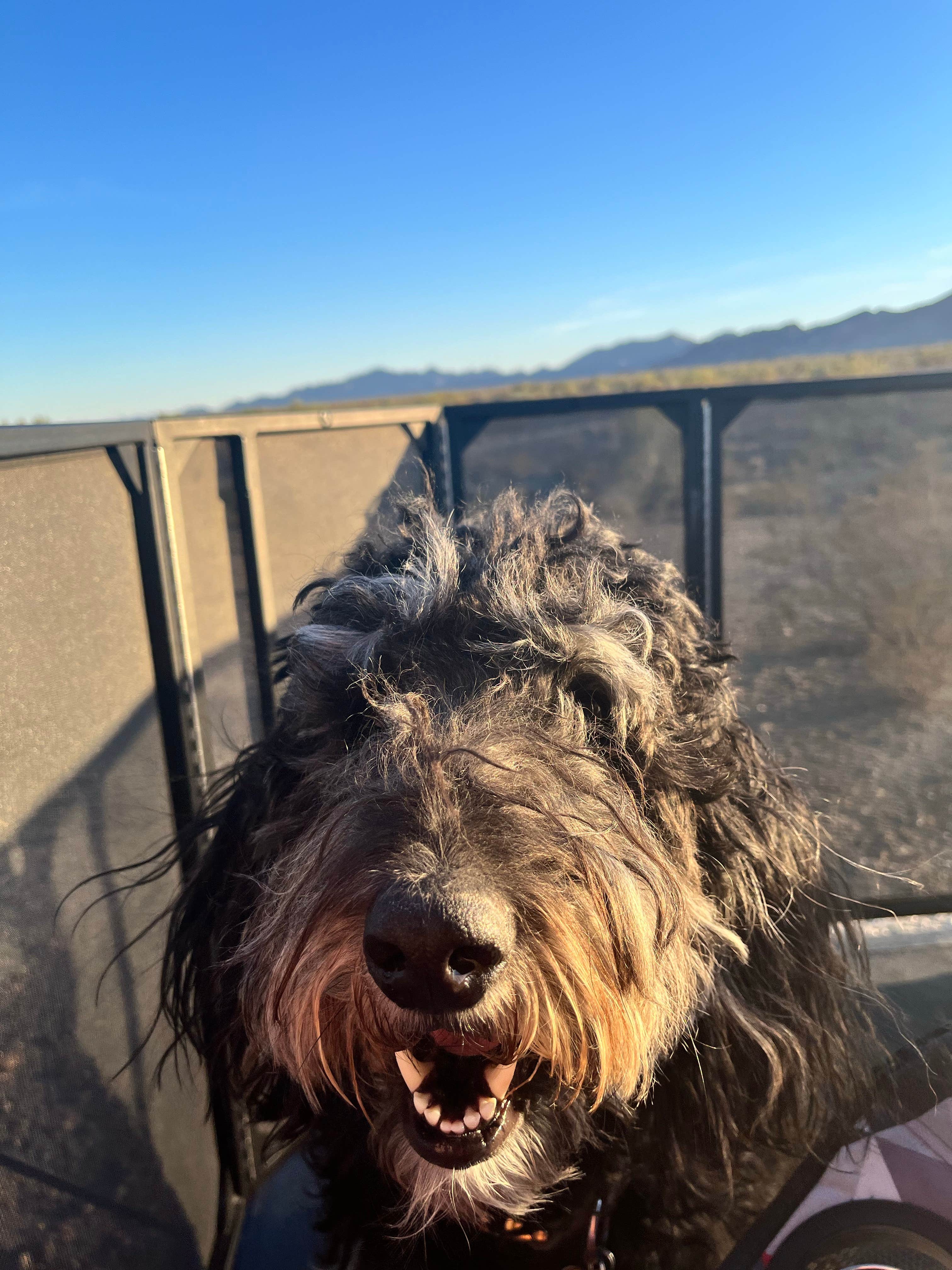 Sarah P.'s photo of camping with pets at Quartzite - La Paz Valley near Salome, AZ