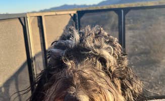 Sarah P.'s photo of camping with pets at Quartzite - La Paz Valley near Wenden, AZ