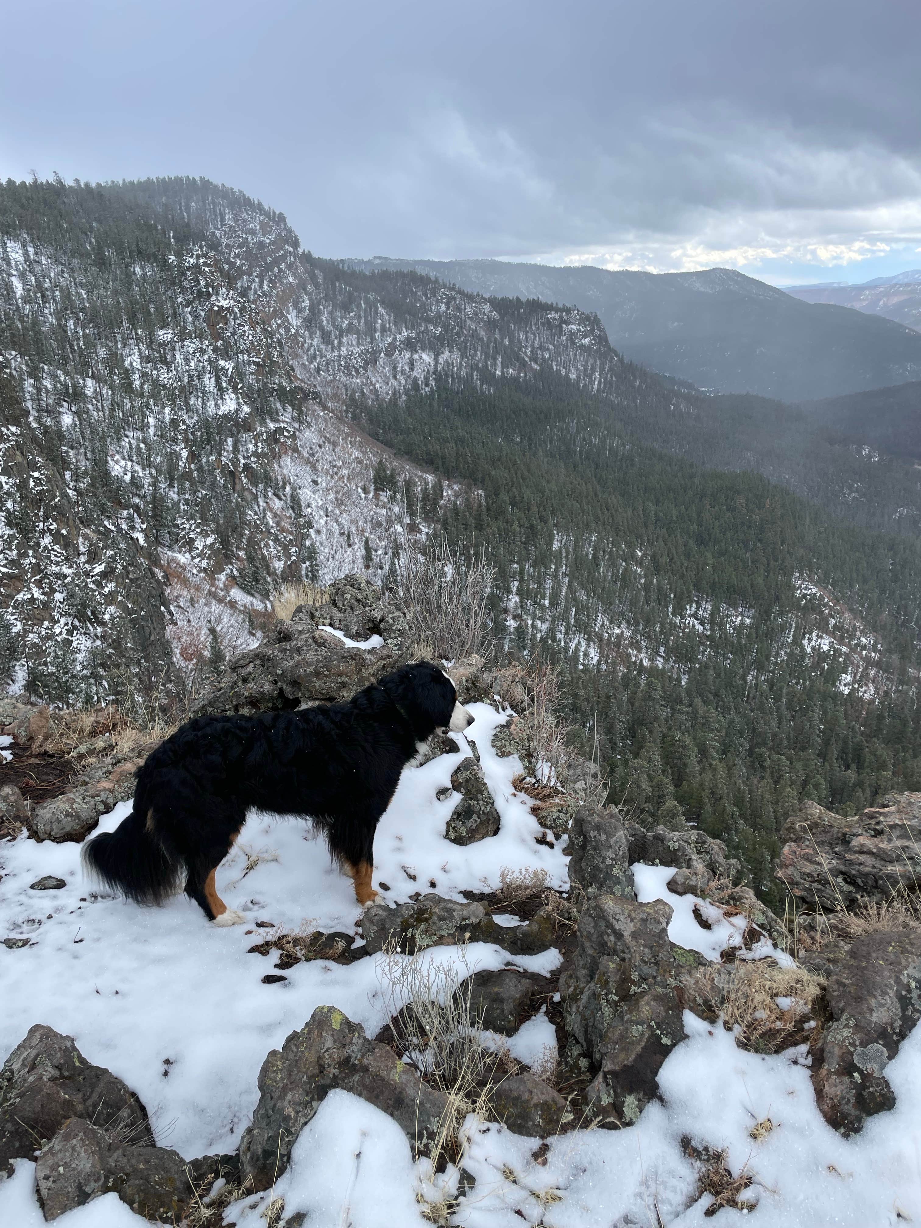 JEFF S.'s photo of camping with pets at Dispersed on 4 - Fenton Lake State Park near Jemez Springs, NM