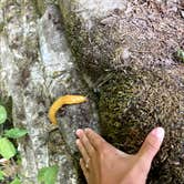 Review photo of Mill Creek Campground — Del Norte Coast Redwoods State Park by Veronica S., March 23, 2022