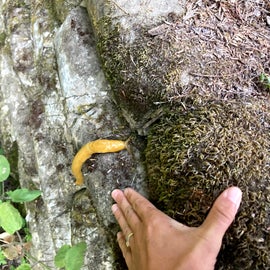 Banana slugs were ah-mazing here!