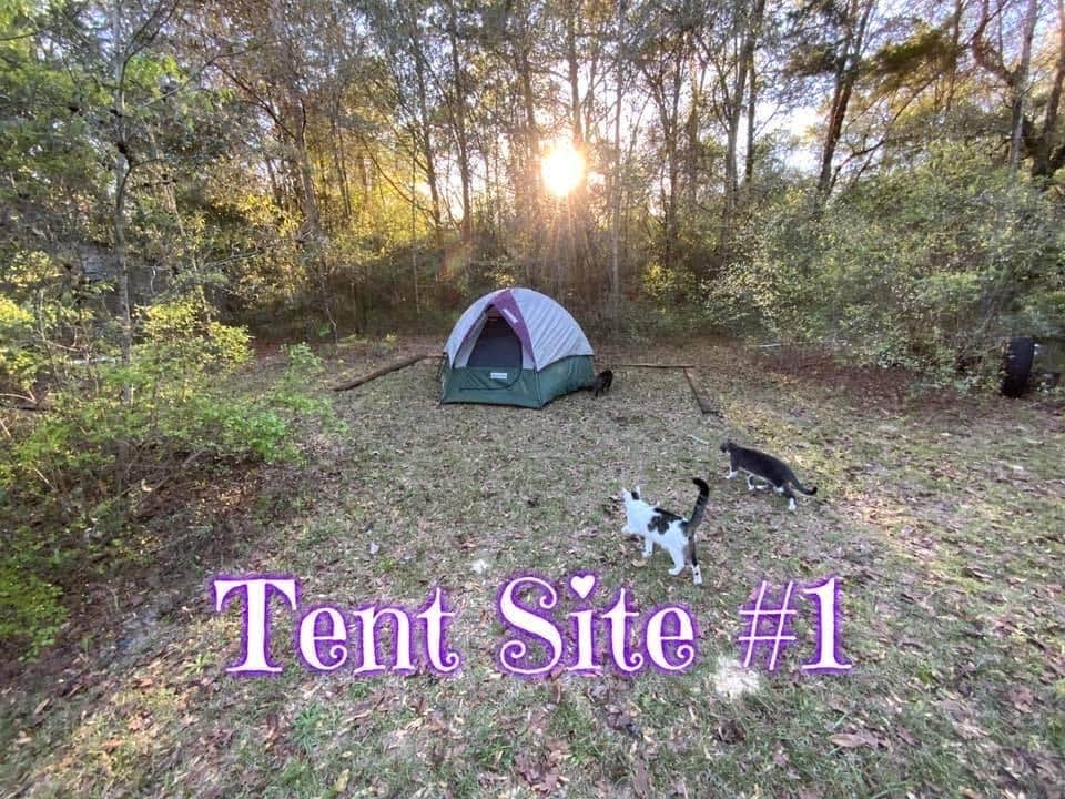 Denise H.'s photo at Purradise Springs near Lake City, FL