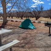 Review photo of Fruita Campground — Capitol Reef National Park by Becbecandbunny O., March 24, 2022