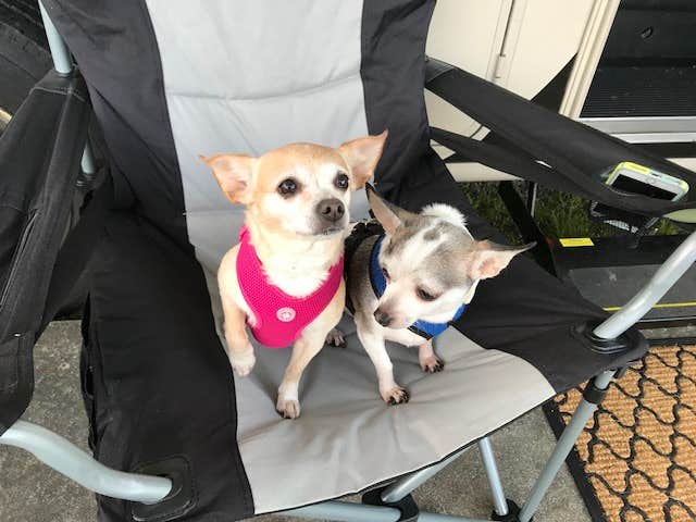Anne O.'s photo of camping with pets at Hickory Hill Camping Resort near Tioga-Hammond Lakes
