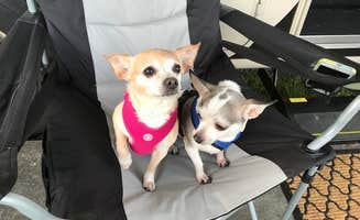 Anne O.'s photo of camping with pets at Hickory Hill Camping Resort near Tioga-Hammond Lakes