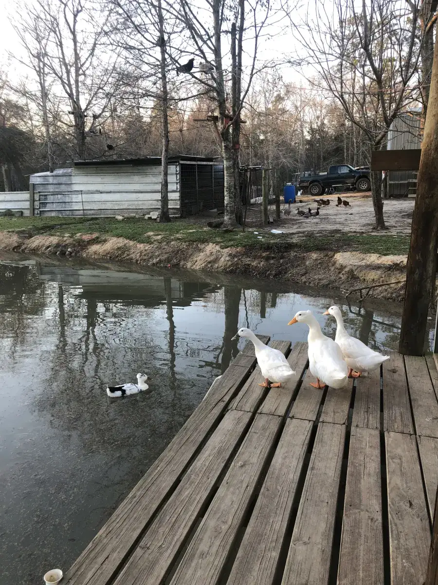 Camper-submitted photo at Creekside Farm Co. near Picayune, MS