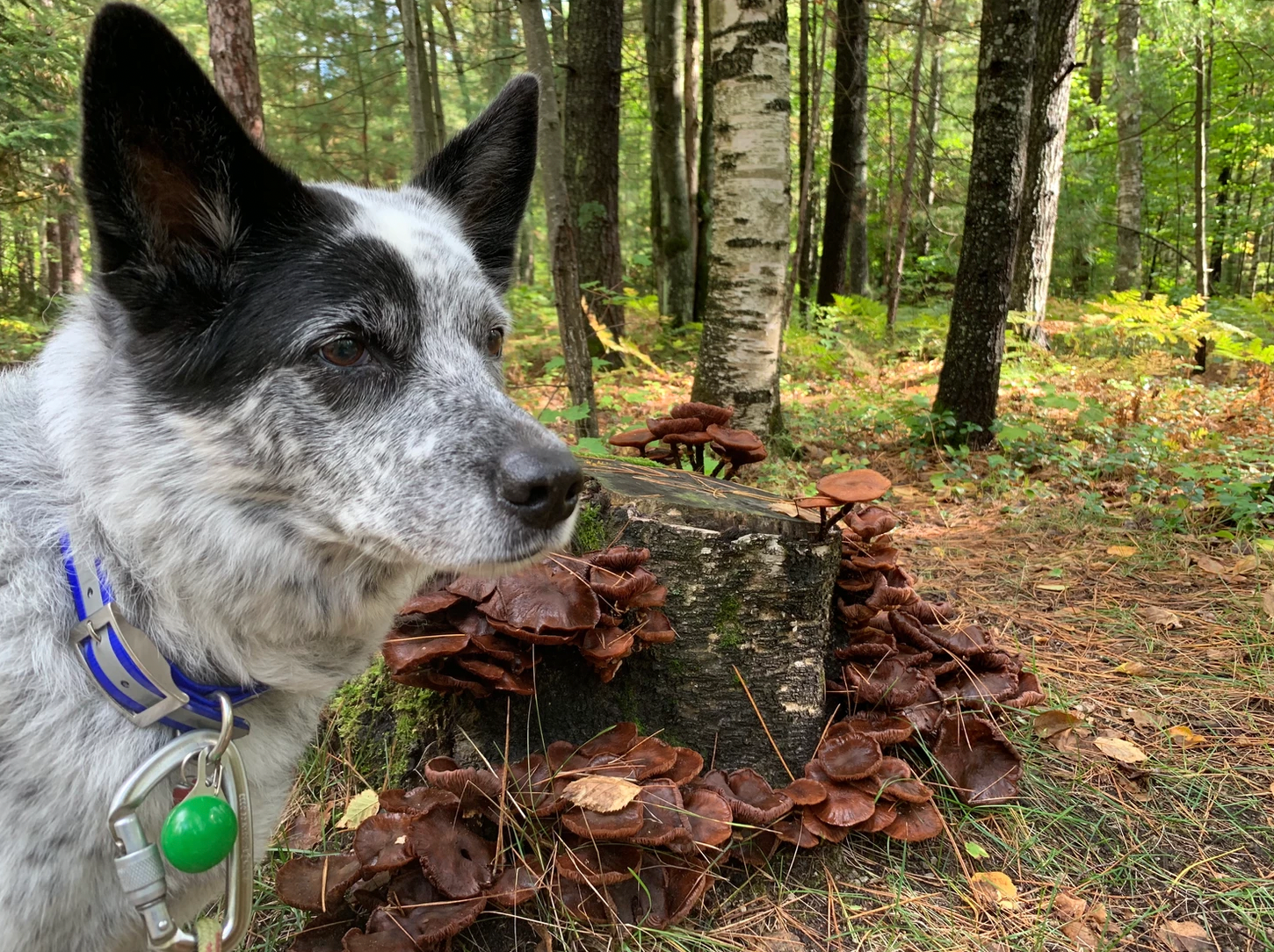 Camper-submitted photo at Badgerland Campground near Madison, WI