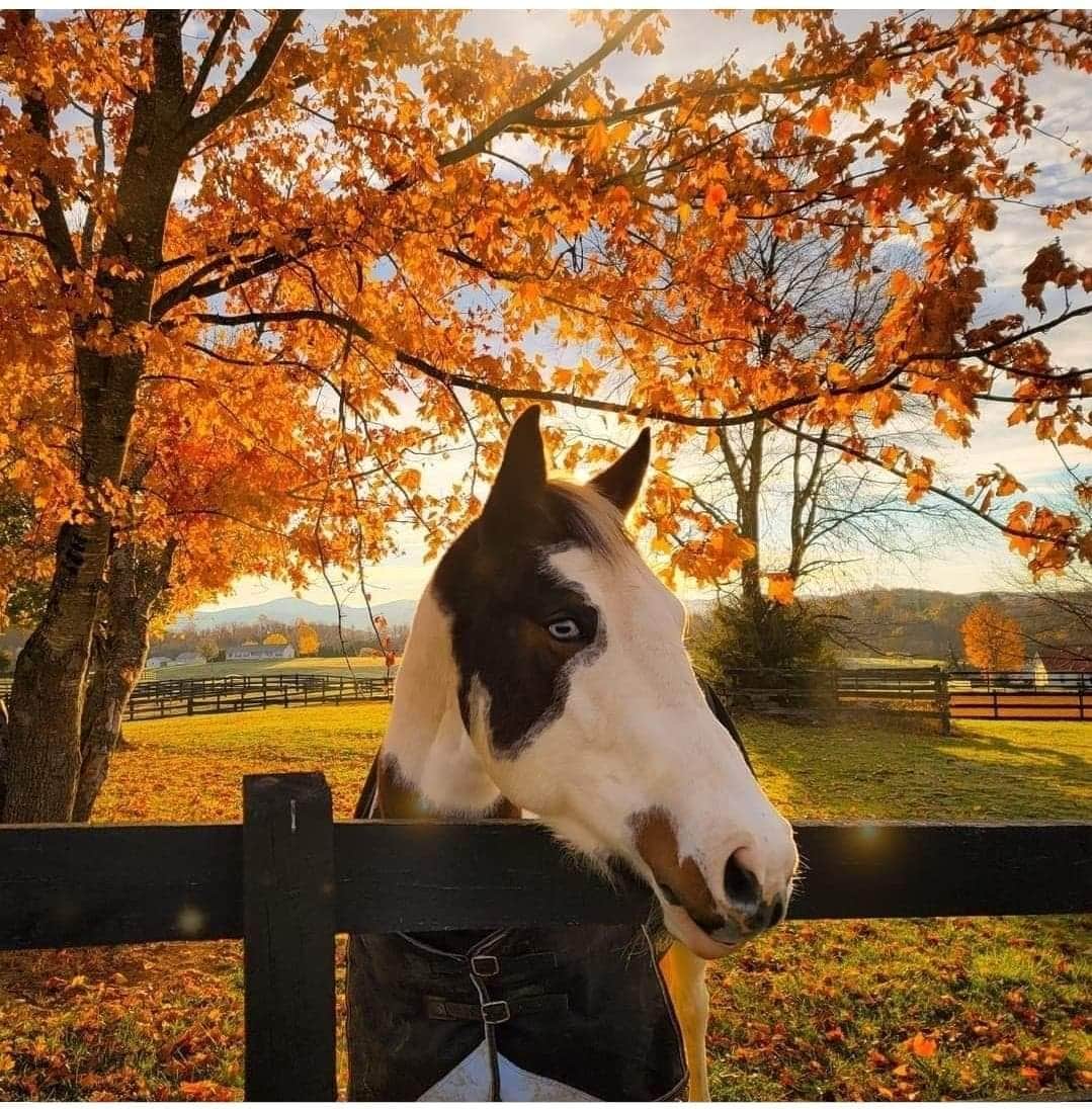 Sydney L.'s photo of camping with pets at Mane Gait Equestrian Center near Lynchburg, VA