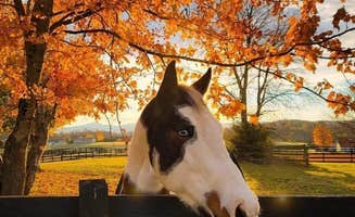 Sydney L.'s photo of camping with pets at Mane Gait Equestrian Center near Montebello, VA