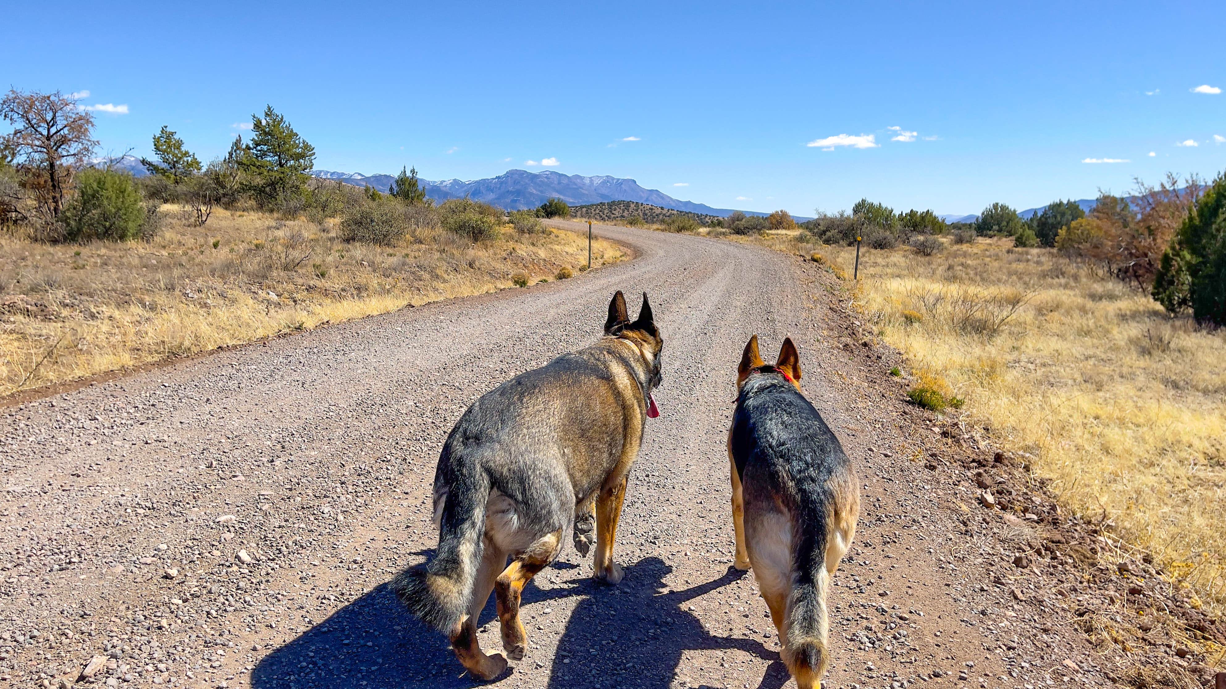 will's photo of camping with pets at Cosmic Campground near Gila National Forest