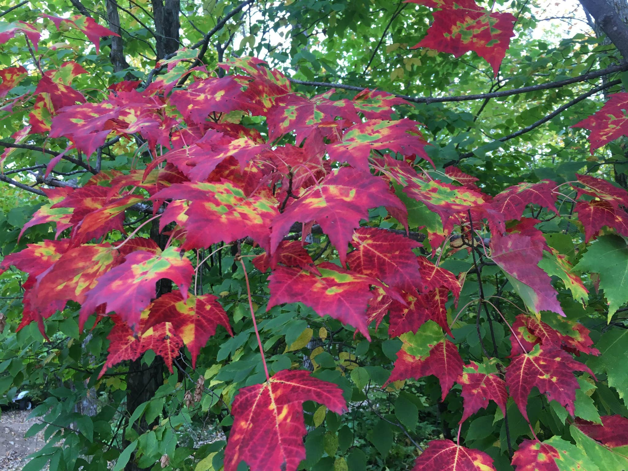 Camper-submitted photo at Royal Oaks RV Park near Shevlin, MN