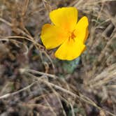 Review photo of Picacho Peak State Park Campground by Philip D., March 25, 2022