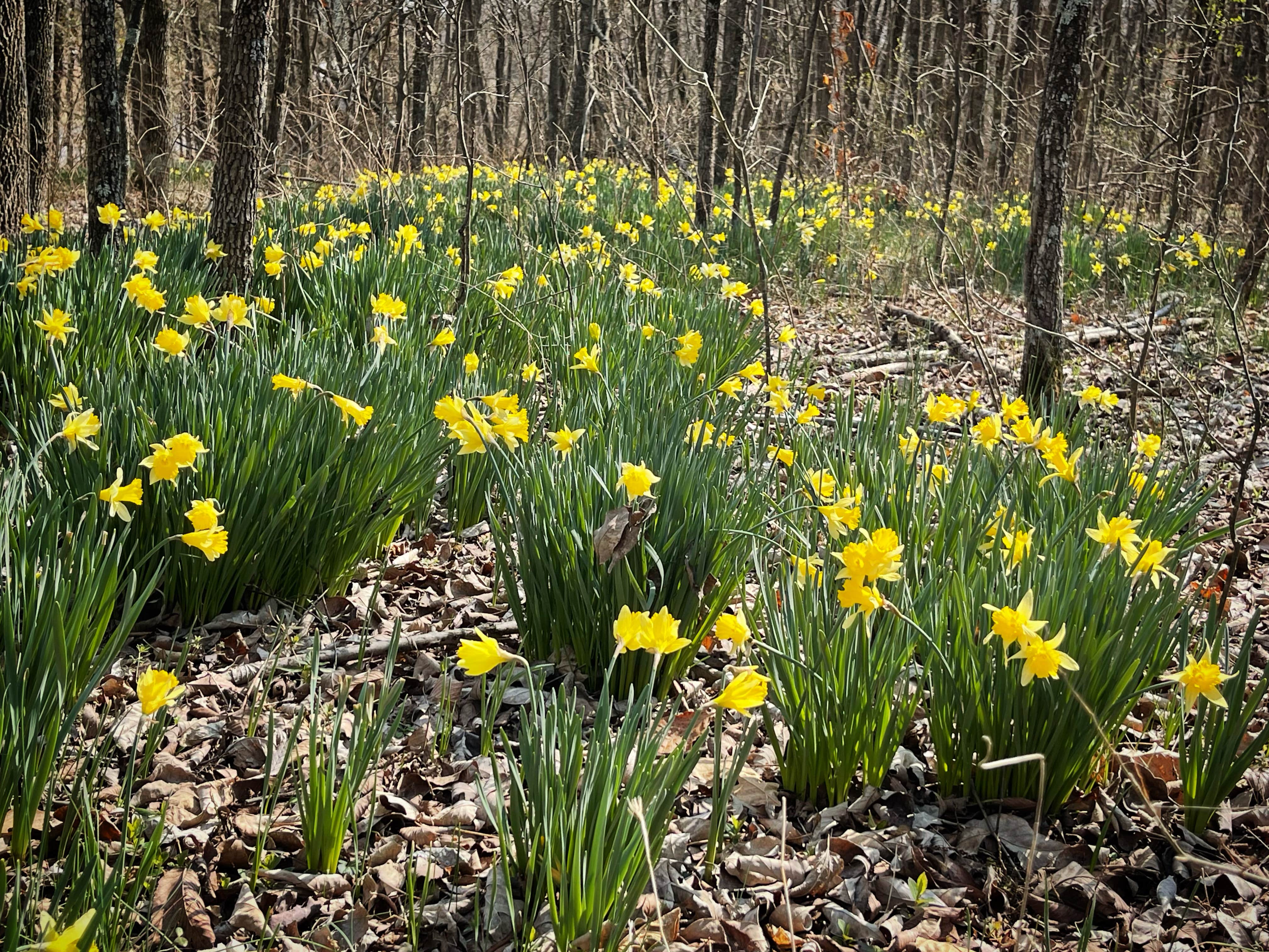 Camper-submitted photo at Land Between The Lakes National Recreation Area Hillman Ferry Campground near Grand Rivers, KY