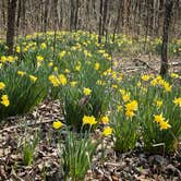 Review photo of Land Between The Lakes National Recreation Area Hillman Ferry Campground by Jen K., March 25, 2022