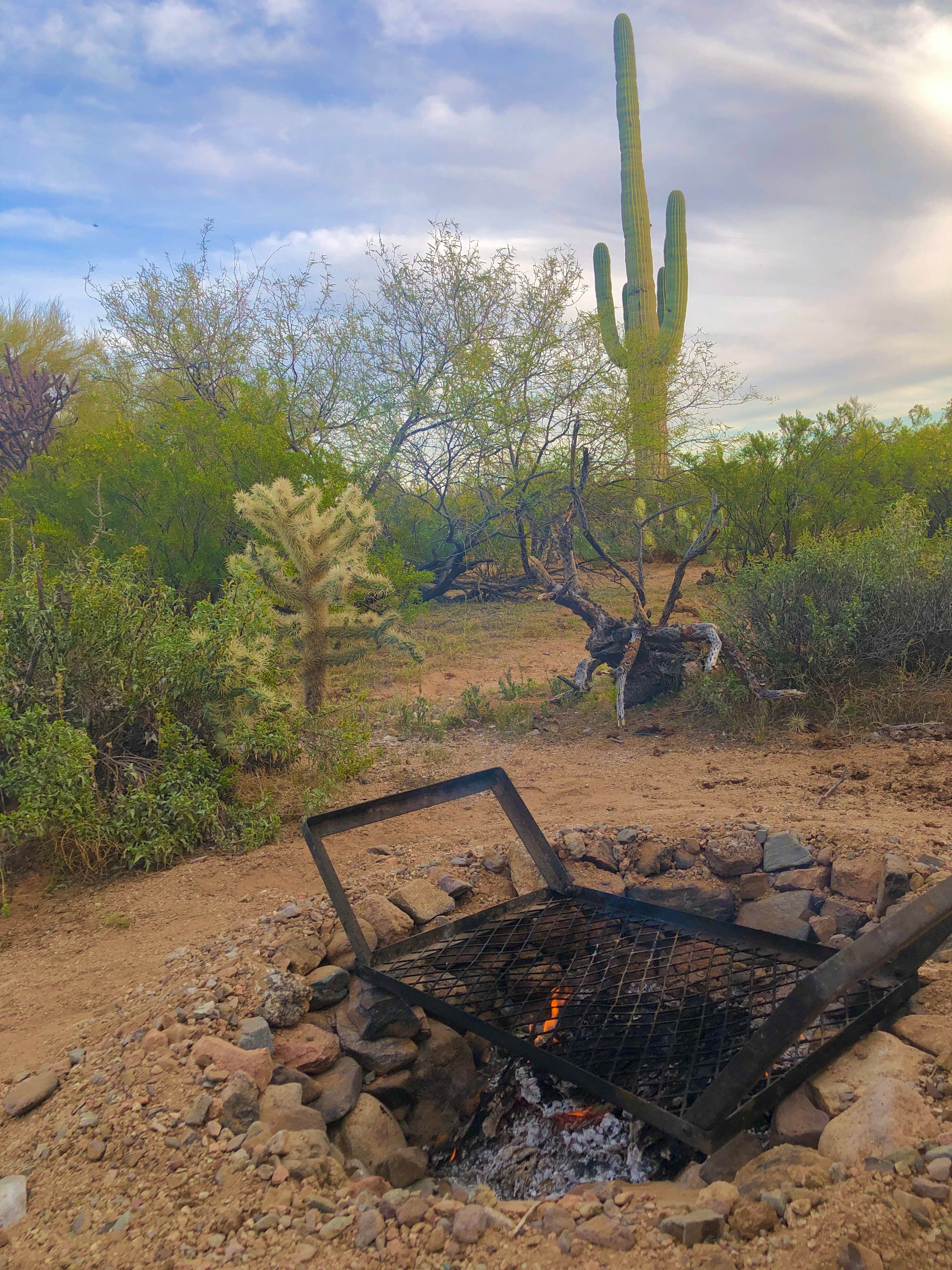 Camper submitted image from Cactus Forest Dispersed Site - 5