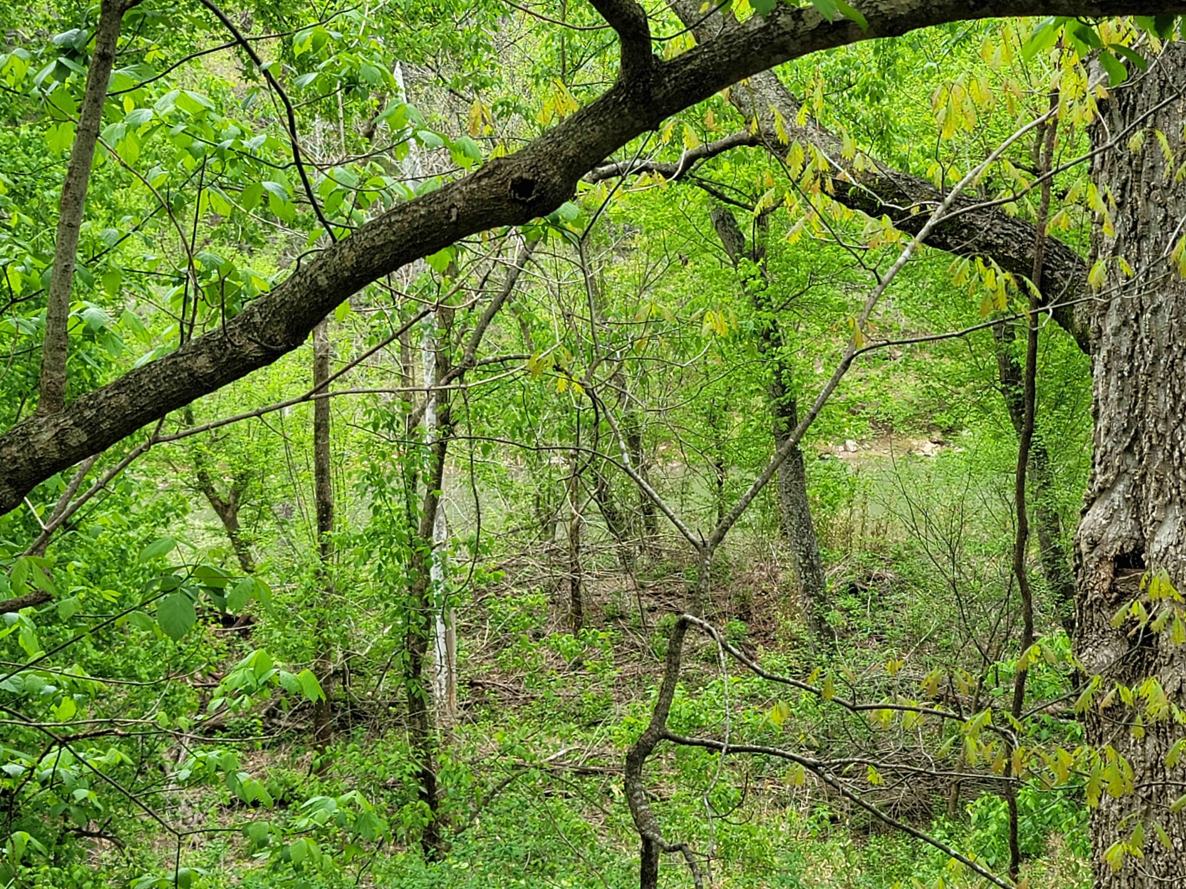 Camper-submitted photo at Woolum Dispersed Area — Buffalo National River near Buffalo National River