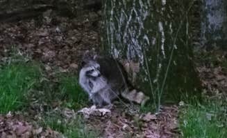 Kloee S.'s photo of camping with pets at Village Creek State Park Campground in Arkansas