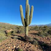 Review photo of Tonto National Forest Dispersed Camping at Lake Roosevelt by Tanner P., March 27, 2022