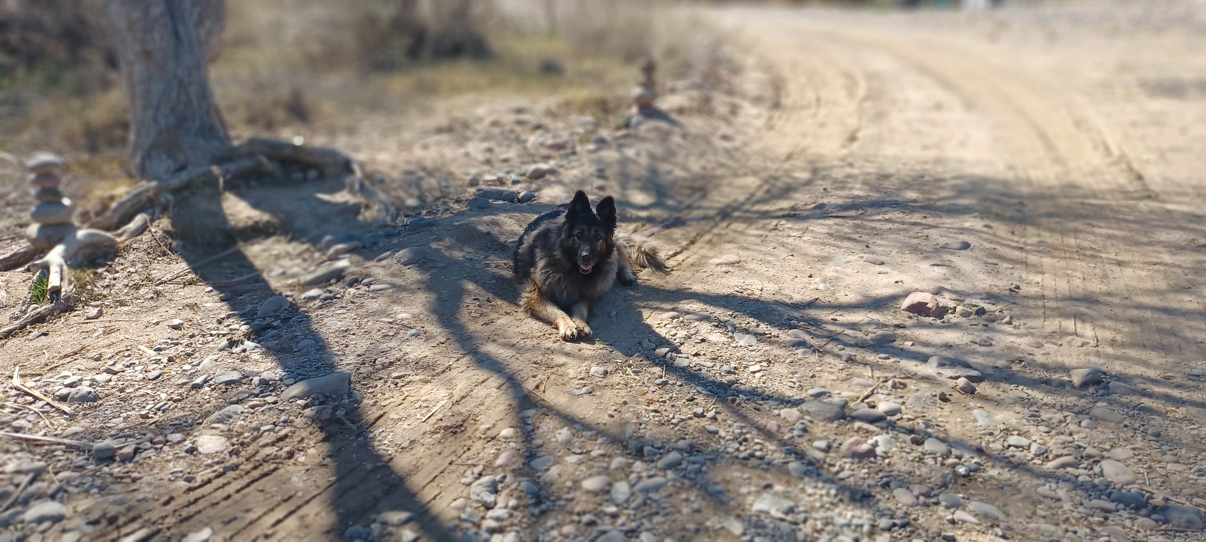 Laura C.'s photo of camping with pets at Box Bar near Rio Verde, AZ